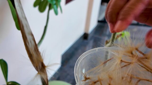 A close-up view of someone harvesting soft, fluffy plumeria seeds into a plastic container.