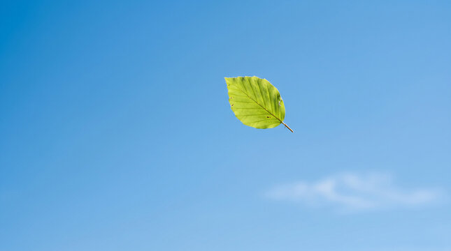 Green leaf floating against a clear blue sky background