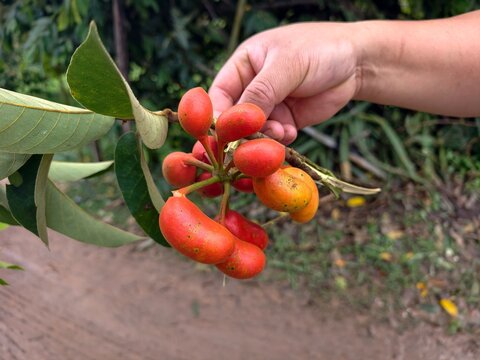 Uvaria rufa Blume is a native wild fruit that is rarely found.