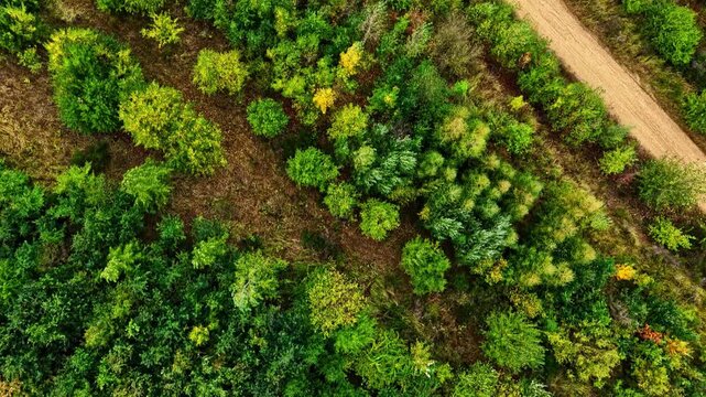 Aerial view of dense forest vegetation near the Tagebau Hambach open-pit mine in Elsdorf, Nordrhein-Westfalen, Germany.