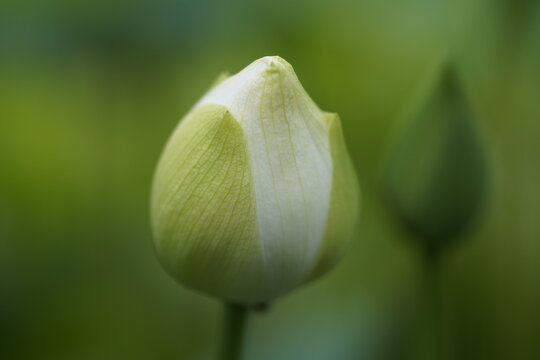 Lotus bud  common names are Lotus Bud , Sacred Lotus Bud , Unopened Lotus , Water Lily Bud , Indian Lotus Bud.and scientific name is Nelumbo nucifera.