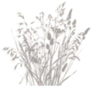 Wild meadow grass shadow overlay for aesthetic mockup