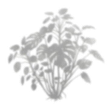 Tropical houseplant monstera shadow overlay for modern mockup