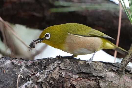 Japanese White-eye holding an insect on a tree branch