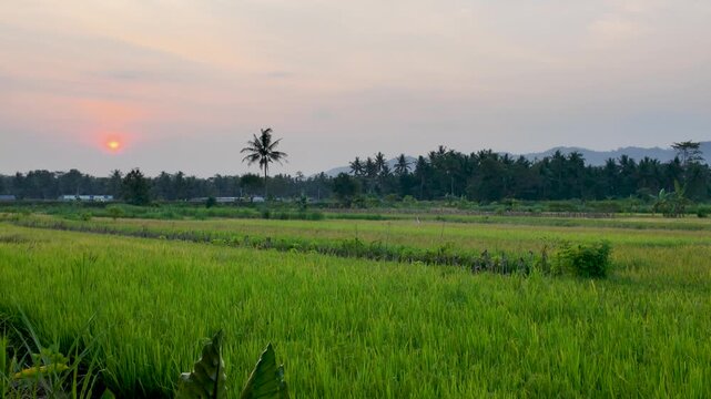 Panoramic Sunset View over Tropical Rice Fields and Hills