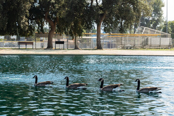 Four Canada geese swimming across a calm park pond, with shimmering blue water and a leafy urban park in the background, capturing peaceful wildlife in a city environment. © Evgenii V