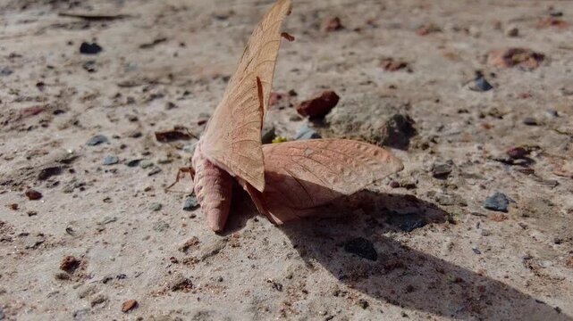 Large brown moth flapping wings on ground in close up slow motion.