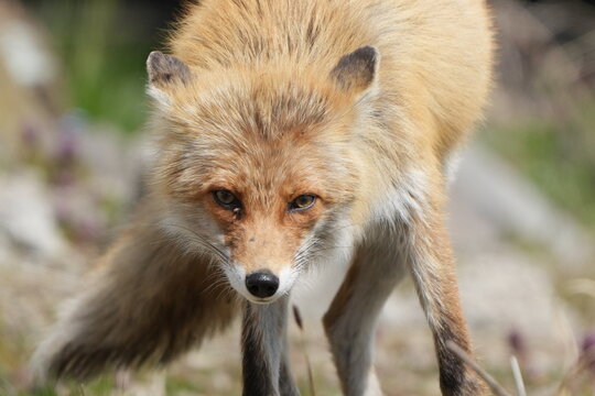 Red fox looking directly at the camera in a grassy field
