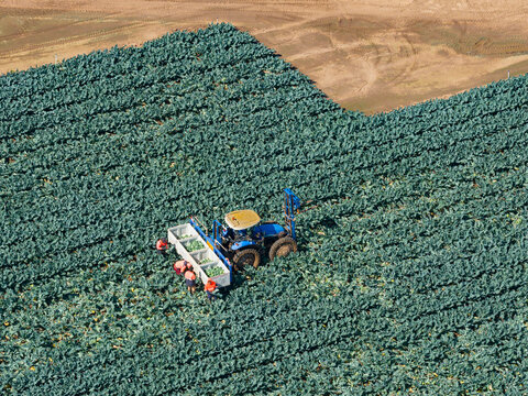 Aerial view of a tractor and workers in a green market garden