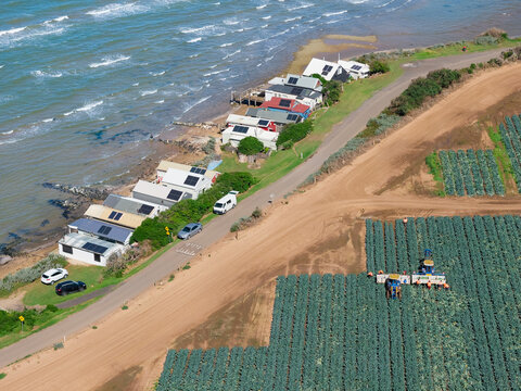 Aerial view of market gardens alongside a row of beach houses close to the sea