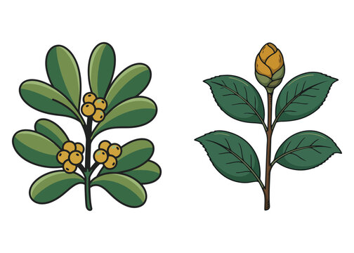 Boho Botanical Leaves & Foliage Cliparts Graphic
