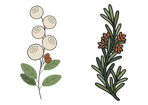 Boho Botanical Leaves & Foliage Cliparts Graphic