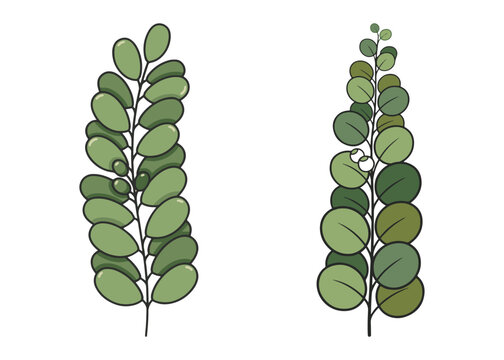 Boho Botanical Leaves & Foliage Cliparts Graphic