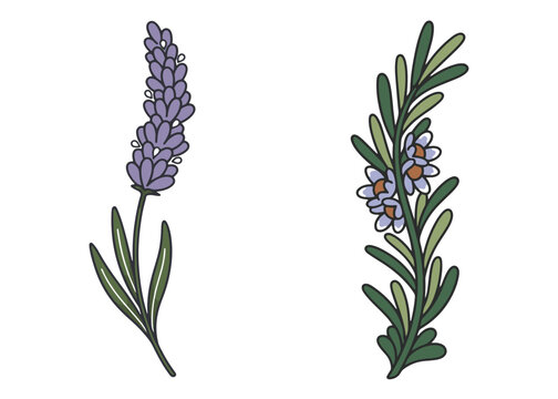 Boho Botanical Leaves & Foliage Cliparts Graphic