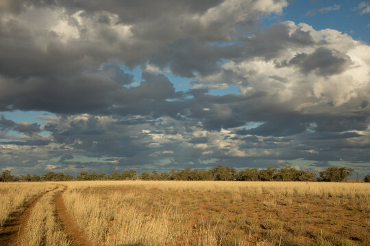 A dirt road through Mitchell grass under cloudy sky