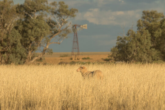 Merino ewe in a sea of grass in front of gum trees and abandoned windmill