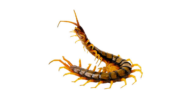 Giant centipede isolated on transparent background top view macro shot PNG
