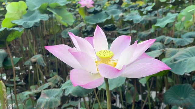 Lotus flower blooms in a garden surrounded by green leaves and water