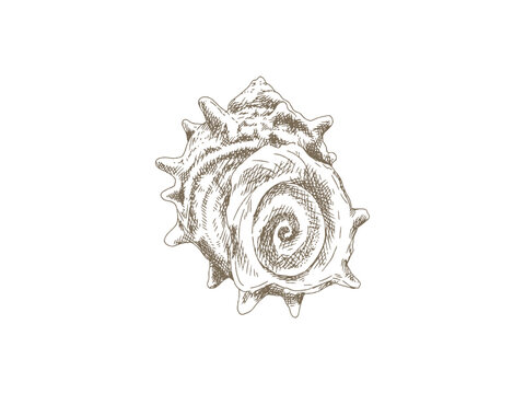 Hand Drawn Sazae (Horned Turban Shell) Illustration, Vintage Engraving Style