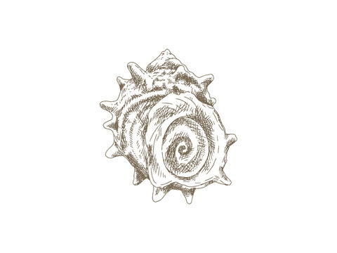 Hand Drawn Sazae (Horned Turban Shell) Illustration, Vintage Engraving Style