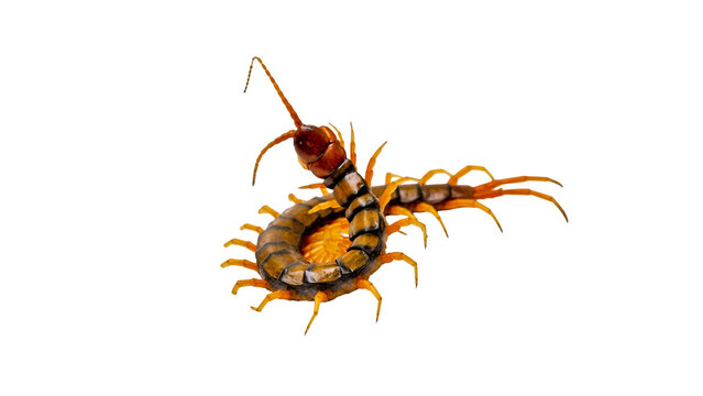 Giant centipede isolated on transparent background top view macro shot PNG