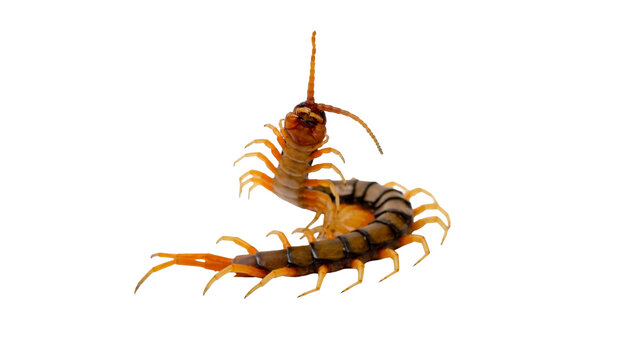 Giant centipede isolated on transparent background top view macro shot PNG