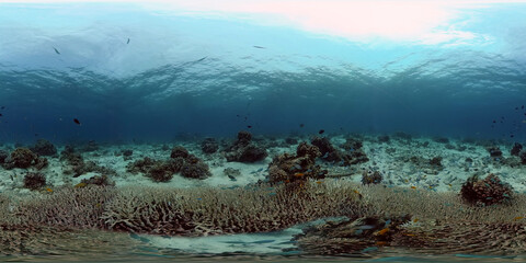 Tropical underwater sea fish. Colourful tropical coral reef. Scene reef. Philippines. Virtual Reality 360. © Alex Traveler