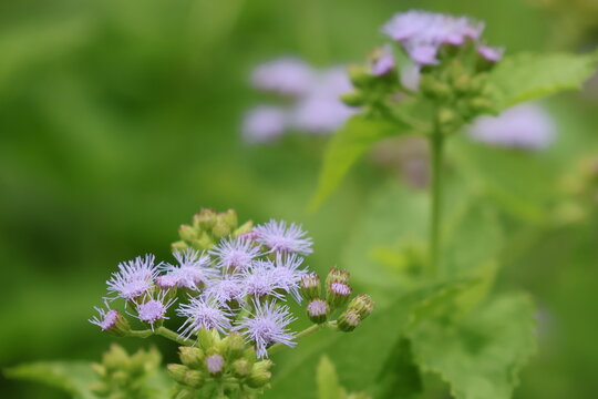 Pale purple Eupatorium flowers