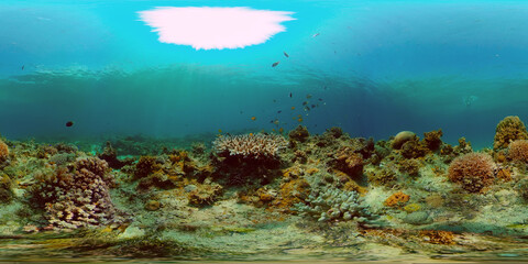 Tropical colourful underwater seas. Coral Garden with Underwater Vibrant Fish. Underwater tropical colourful soft-hard corals seascape. Philippines. 360 panorama VR © Alex Traveler