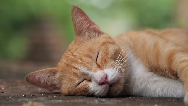 Cute ginger orange cat sleeping soundly outdoors on sunny stone ledge