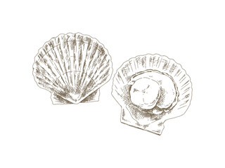 Hand Drawn Scallop Illustration, Vintage Engraving Style © yoko