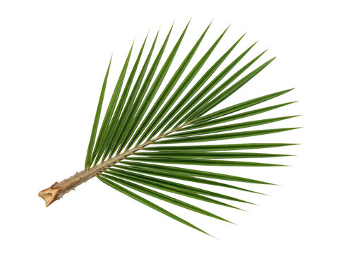 A single palm frond branch with green leaves and brown stem stands isolated against transparent background.