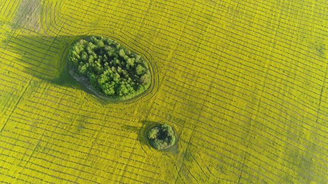 Aerial view of a vast yellow rapeseed field with two small circular patches of green trees and bushes in RUSSIA.