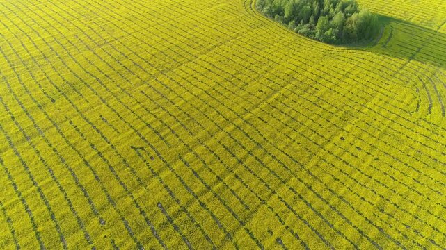 Aerial view of a vast yellow rapeseed field with distinct planting rows and a small cluster of trees in the corner in RUSSIA.