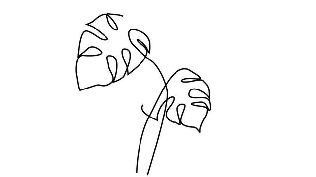 Monstera leaf self drawing animation.