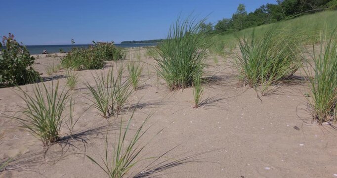 sand dunes and grass