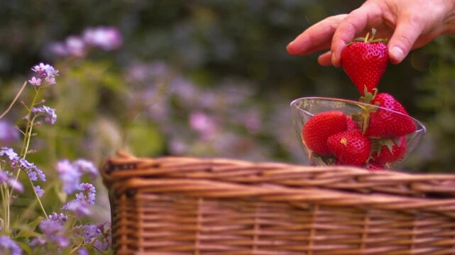 Hand putting strawberries on vintage picnic basket medium zoom slow motion shot selective focus
