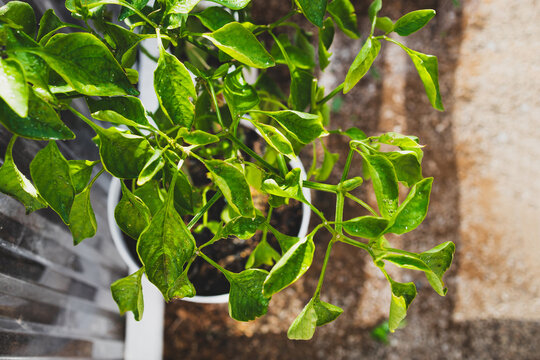 capsicum plant in pot inside greenhouse, home gardening and growing your own food