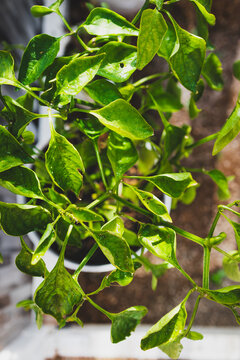 capsicum plant in pot inside greenhouse, home gardening and growing your own food
