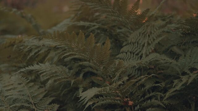 A short video of lush green ferns, gently swaying in the gentle breeze
