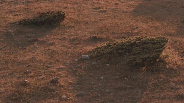Low-lying bushes on the wind-swept, rocky coast of Molen, Norway, shaped by the constant sea wind into slanted forms under the warm glow of sunrise