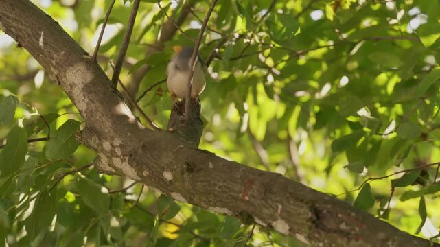 A Eurasian nuthatch pecking energetically at the tree branch