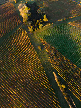 Patterns of grape vines over a hillside at a winery in the Tamar Valley