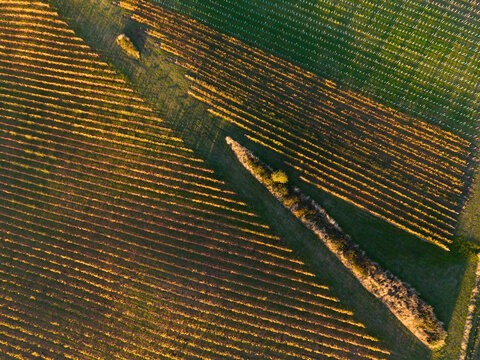 Patterns of grape vines over a hillside at a winery in the Tamar Valley