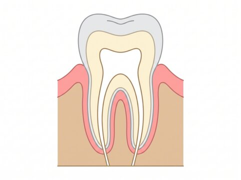 Cross section diagram of a human tooth showing enamel dentin pulp and gums with tooth anatomy dental health medical illustration tooth structure enamel layer gum tissue root canal oral hygiene
