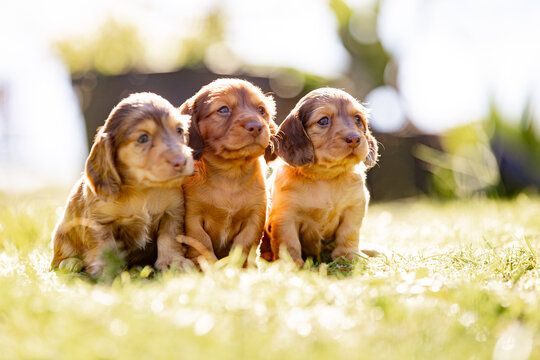Coloured dachshund puppies sitting close together on a patch of sunlit grass