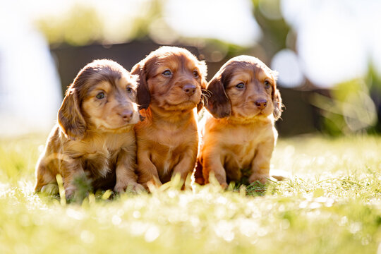 Coloured dachshund puppies sitting close together on a patch of sunlit grass