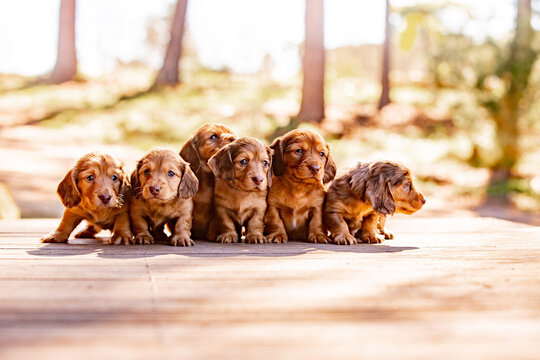 Coloured dachshund puppies sitting close together on a patch of sunlit grass