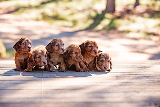 Coloured dachshund puppies sitting close together on a patch of sunlit grass