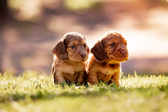 Two dachshund puppies on a sunlit grass field